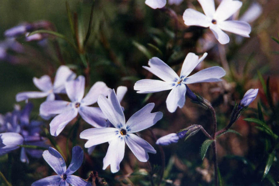 Phlox subulata 'Oakington blue eyes' en fleurs sur un affleurement rocheux des États-Unis
